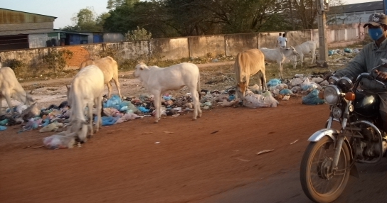 rubbish and cows in cambodia.JPG